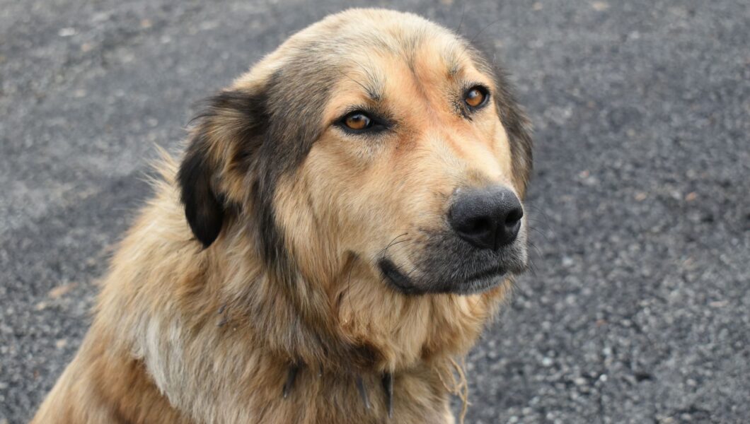Primo piano del muso di un cane con sguardo attento