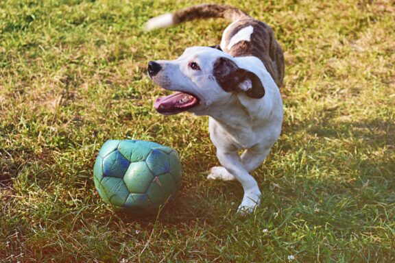 Cane che fa l'inchino di gioco, pronto a divertirsi