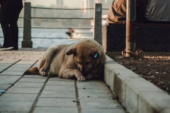 Cane che dorme profondamente, probabilmente nella fase dei sogni