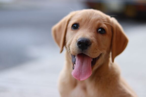 Cane sereno con la bocca aperta e rilassata, sembra sorridere
