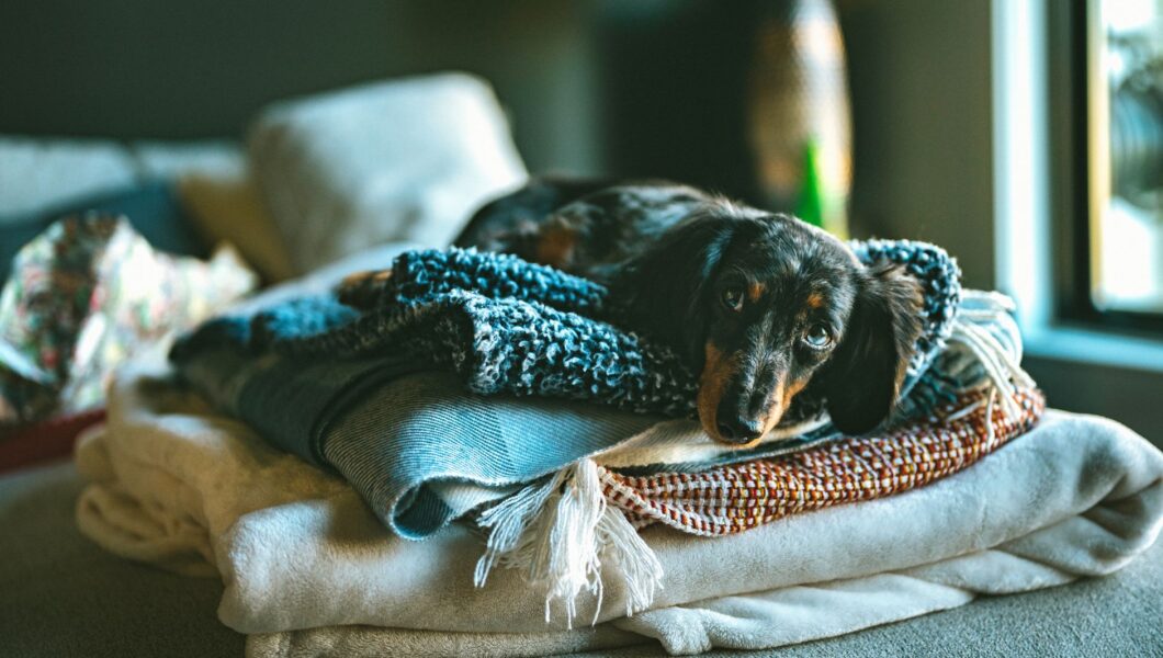 Cane che trema avvolto in una coperta