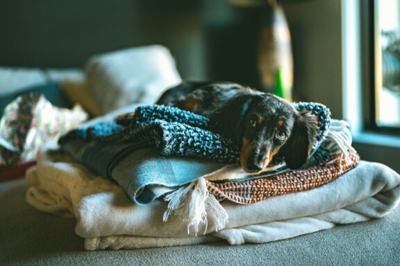 Cane che trema avvolto in una coperta