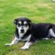 Cane anziano dal muso brizzolato