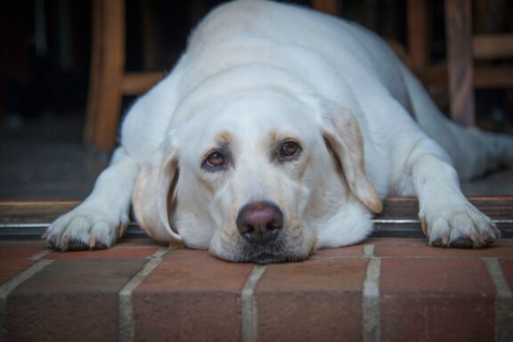 Cane robusto sdraiato a terra