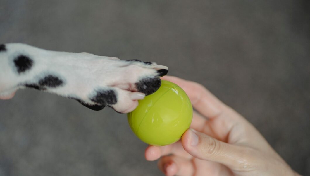 Cane che appoggia la zampa sulla mano del proprietario