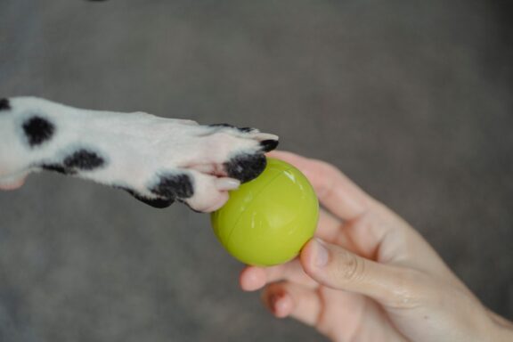 Cane che appoggia la zampa sulla mano del proprietario