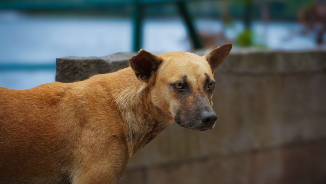 Cane immobile che fissa un punto lontano