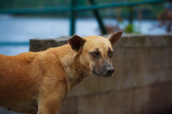 Cane immobile che fissa un punto lontano