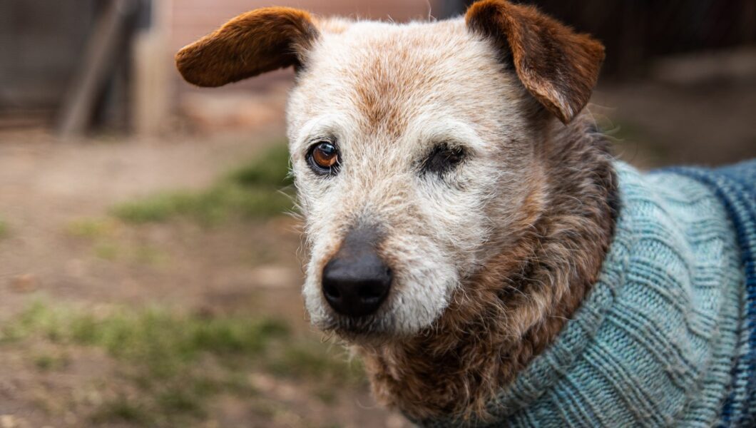 Cane anziano dal muso grigio sdraiato tranquillo