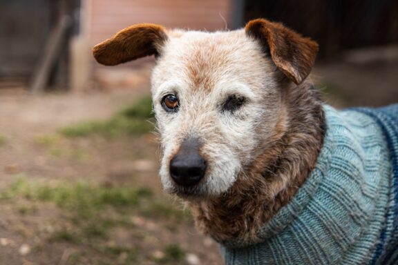 Cane anziano dal muso grigio sdraiato tranquillo