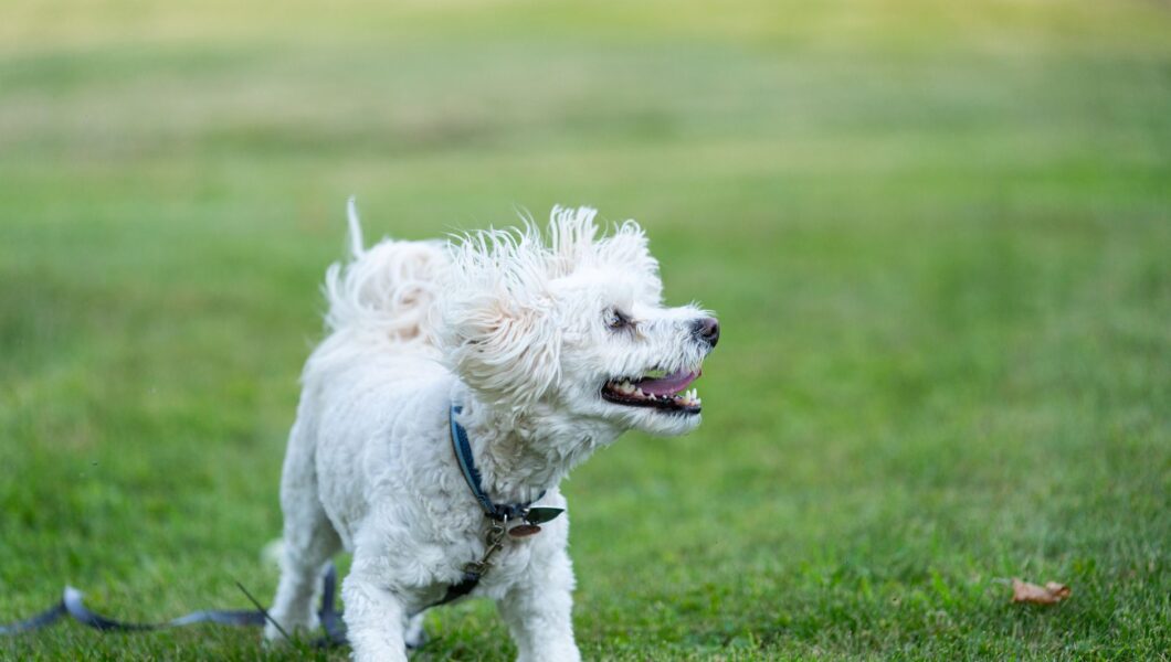 Cane teso che mostra segnali di disagio