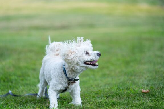 Cane teso che mostra segnali di disagio