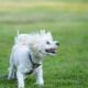 Cane teso che mostra segnali di disagio