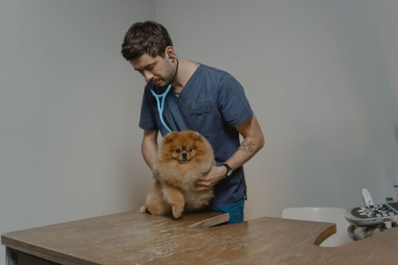 Cane durante un controllo di prevenzione dal veterinario