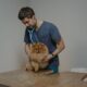 Cane durante un controllo di prevenzione dal veterinario