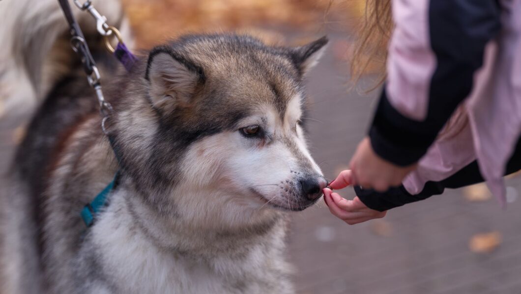 Persona che premia il cane al momento giusto durante l'addestramento