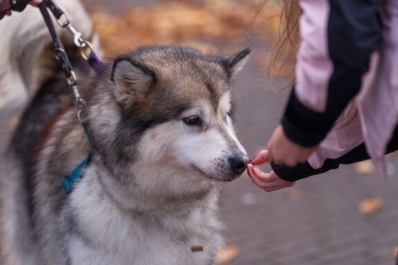 Persona che premia il cane al momento giusto durante l'addestramento