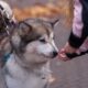 Persona che premia il cane al momento giusto durante l'addestramento