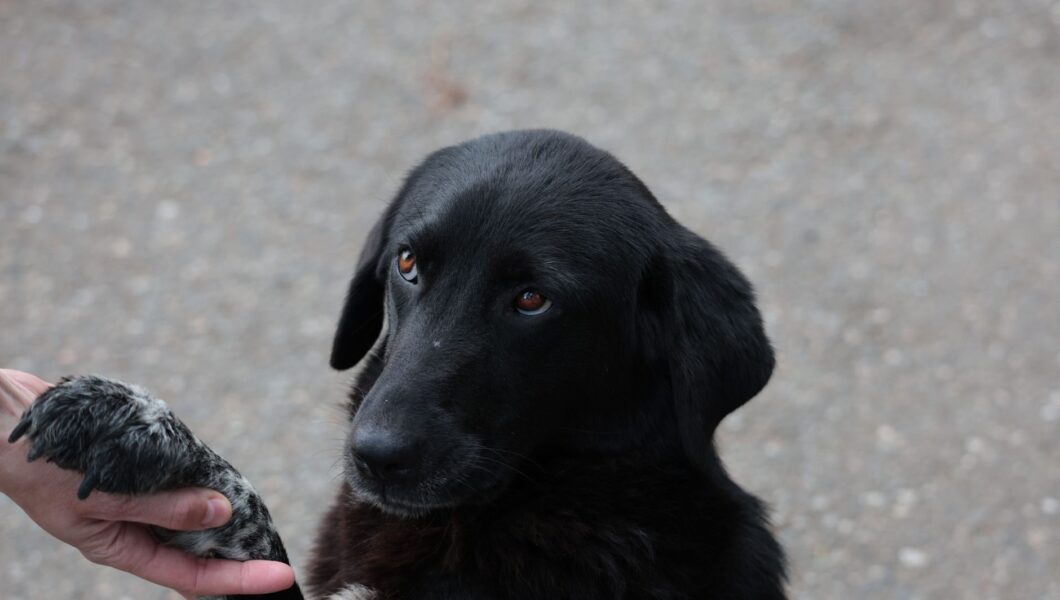 Cane che dà la zampa al proprietario durante un trucchetto