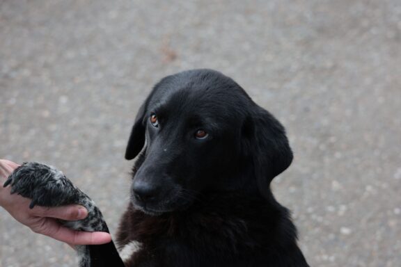 Cane che dà la zampa al proprietario durante un trucchetto