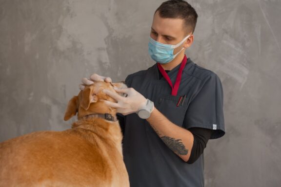 Veterinario che visita un cane in ambulatorio