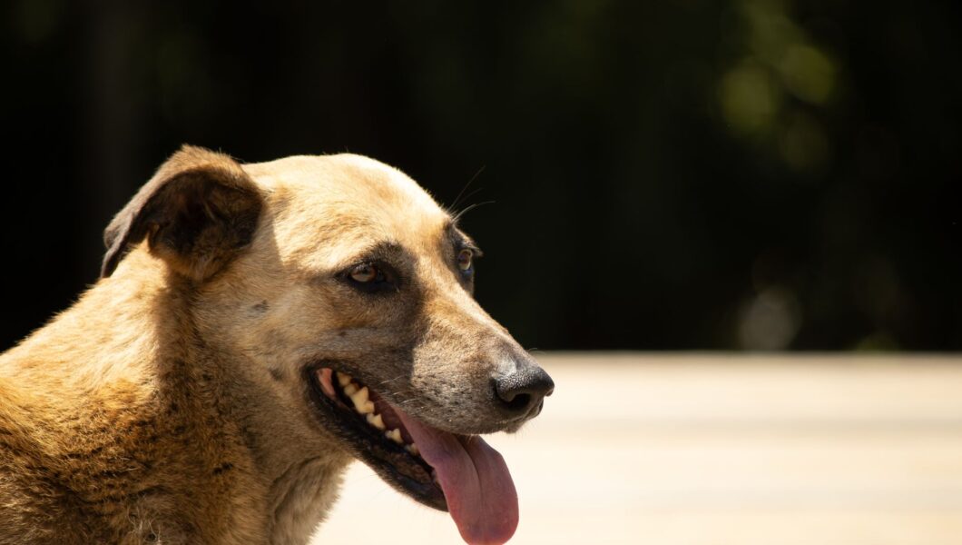 Cane che ansima intensamente per il caldo estivo