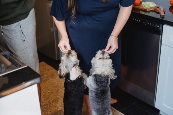Cane che lecca uno snack fresco e ghiacciato d'estate